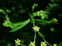 Bupleurum falcatum 7, Sikkelgoudscherm, Saxifraga-Ed Stikvoort : jura2010