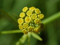 Bupleurum ranunculoides