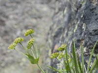 Bupleurum ranunculoides 14, Doorwas, Saxifraga-Luuk Vermeer