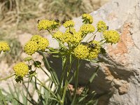 Bupleurum ranunculoides 4, Doorwas, Saxifraga-Jan van der Straaten