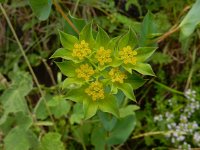 Bupleurum rotundifolium 17, Doorwas, Saxifraga-Ed Stikvoort