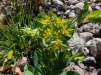 Bupleurum rotundifolium 18, Doorwas, Saxifraga-Ed Stikvoort