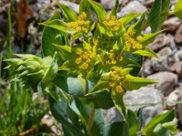 Bupleurum rotundifolium 19, Doorwas, Saxifraga-Ed Stikvoort