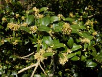 Buxus sempervirens 22, Buxus, Saxifraga-Ed Stikvoort