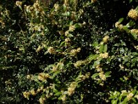 Buxus sempervirens 24, Buxus, Saxifraga-Ed Stikvoort