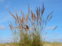 Calamagrostis epigejos 34, Duinriet, Saxifraga-Ed Stikvoort