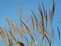 Calamagrostis epigejos 36, Duinriet, Saxifraga-Ed Stikvoort