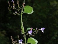 Calamintha ascendens 1, Opstijgende steentijm, Saxifraga-Jan van der Straaten