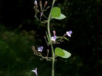 Calamintha ascendens 2, Opstijgende steentijm, Saxifraga-Jan van der Straaten