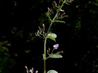 Calamintha ascendens 3, Opstijgende steentijm, Saxifraga-Jan van der Straaten