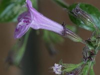 Calamintha ascendens 4, Opstijgende steentijm, Saxifraga-Rutger Barendse