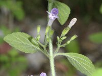 Calamintha ascendens 5, Opstijgende steentijm, Saxifraga-Rutger Barendse