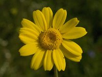 Calendula arvensis 13, Akkergoudsbloem, Saxifraga-Willem van Kruijsbergen