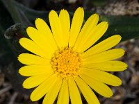 Calendula suffruticosa