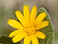 Calendula tripterocarpa 4, Saxifraga-Sonja Bouwman  Calendula tripterocarpa - Asteraceae familie; Almeria, Rioja (Es)