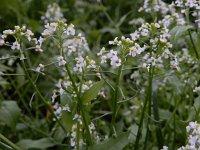 Calepina irregularis 14, Kalkraket, Saxifraga-Ed Stikvoort