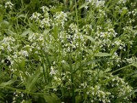 Calepina irregularis 15, Kalkraket, Saxifraga-Ed Stikvoort