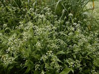 Calepina irregularis 16, Kalkraket, Saxifraga-Ed Stikvoort