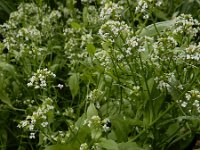 Calepina irregularis 17, Kalkraket, Saxifraga-Ed Stikvoort