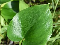 Calla palustris 23, Slangenwortel, Saxifraga-Sonja Bouwman  812. Slangenwortel - Calla palustris - Araceae familie (i)