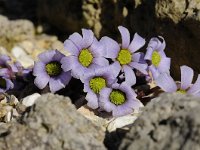 Callianthemum anemonioides