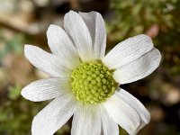 Callianthemum anemonoides 1, Saxifraga-Sonja Bouwman  Callianthemum anemonoides - Ranunculaceae familie