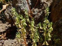 Callipeltis cucullaris 2, Saxifraga-Ed Stikvoort