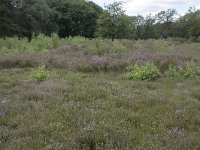 Calluna vulgaris 118, Struikhei, Saxifraga-Willem van Kruijsbergen