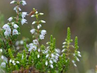 Calluna vulgaris 27 Struikhei, Saxifraga-Tom Heijnen