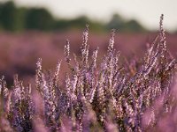 Calluna vulgaris 5, Struikhei, Saxifraga-Tom Heijnen