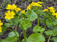 Marsh Marigold (Caltha palustris) flowers  Marsh Marigold (Caltha palustris) flowers : flower, flowers, plant, vascular, flora, floral, nature, natural, , yellow, spring, springtime, marsh marigold, caltha palustris, wild plant, leaf, leaves, outside, outdoor, nobody, no people, many, wild flower, green, growth