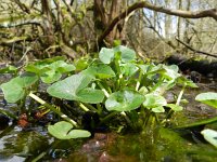 Caltha palustris 140, Gewone dotterbloem, Saxifraga-Rutger Barendse