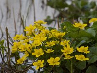 Caltha palustris 19, Gewone dotterbloem, Saxifraga-Jan Nijendijk