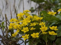 Caltha palustris 29, Gewone dotterbloem, Saxifraga-Jan Nijendijk