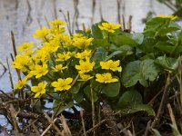 Caltha palustris 31, Gewone dotterbloem, Saxifraga-Jan Nijendijk