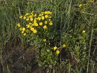 Marsh marigold (Caltha palustrus var. palustris), Biesbosch National Park, Netherlands  Marsh marigold (Caltha palustrus var. palustris), Biesbosch National Park, Netherlands : Caltha palustris var palustris, Dutch, endemic, flower, flora, floral, Marsh marigold, nature natural, plant, Holland, Netherlands, rare, Biesbosch, Caltha palustris, Europe, European, growth, marsh, National Park, spring, springtime, wetland