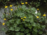 Caltha palustris ssp palustris 37, Gewone dotterbloem, Saxifraga-Willem van Kruijsbergen