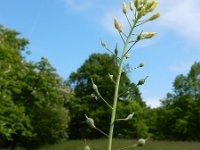 Camelina microcarpa 10, Kleinzadige huttentut, Saxifraga-Ed Stikvoort