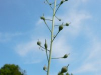 Camelina microcarpa 7, Kleinzadige huttentut, Saxifraga-Ed Stikvoort