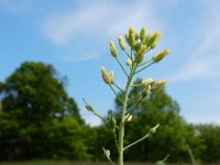 Camelina microcarpa 9, Kleinzadige huttentut, Saxifraga-Ed Stikvoort