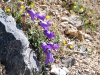 Campanula alpestris 32, Saxifraga-Luuk Vermeer