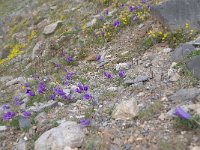 Campanula alpestris 33, Saxifraga-Luuk Vermeer