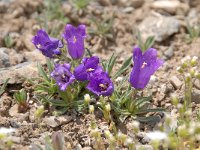 Campanula alpestris 34, Saxifraga-Luuk Vermeer