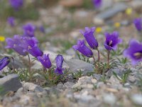 Campanula alpestris 35, Saxifraga-Luuk Vermeer