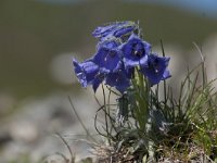 Campanula alpina 16, Saxifraga-Luuk Vermeer