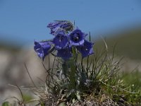 Campanula alpina 18, Saxifraga-Luuk Vermeer