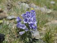 Campanula alpina 24, Saxifraga-Luuk Vermeer