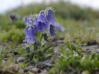 Campanula alpina 30, Saxifraga-Luuk Vermeer