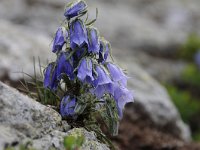 Campanula alpina 31, Saxifraga-Luuk Vermeer