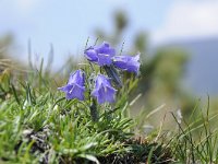 Campanula alpina 34, Saxifraga-Luuk Vermeer